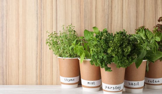 Zioła w kuchni - jak hodować?