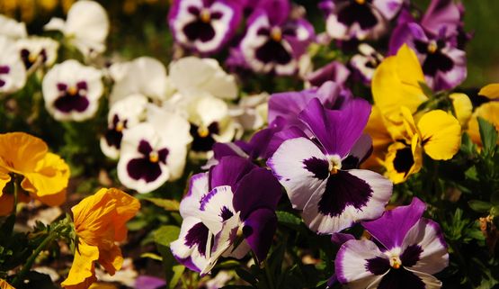 Przedogródek - jak zaaranżować?