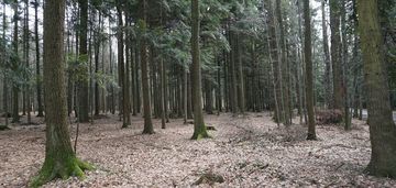 Działka leśna budzów, małopolskie