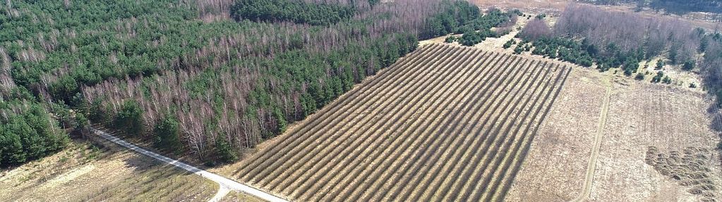 Działka inwestycyjna, żurawia, niższa cena!