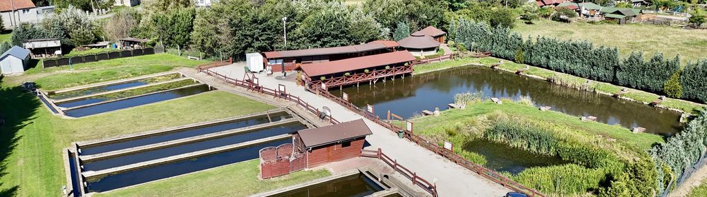 Stawy hodowlane, smażalnia, łowisko obok jawora