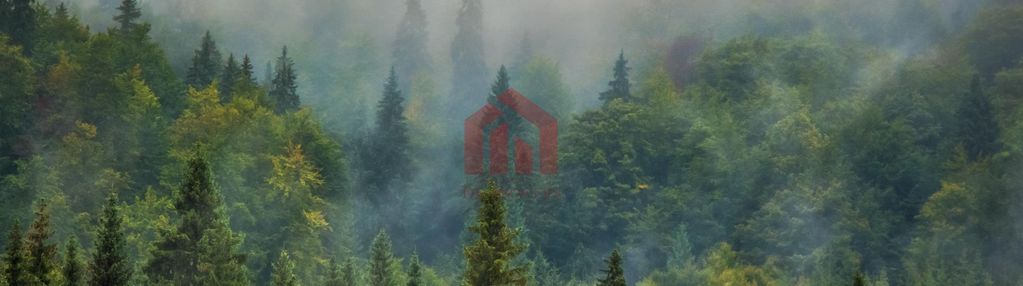 2.70 ha lasu w nawsiu, urokliwie położony!