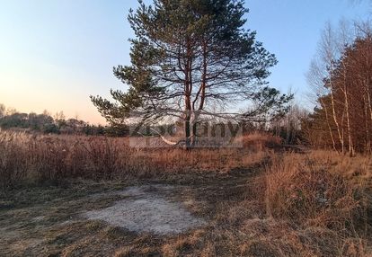 W gminie żabia wola, blisko lasu