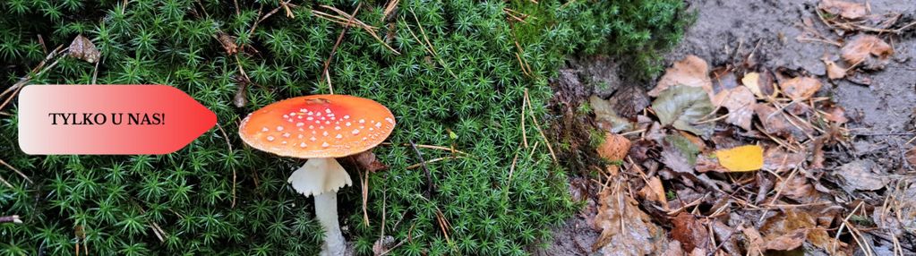 Działka pod zabudowę letniskową / blisko jeziora