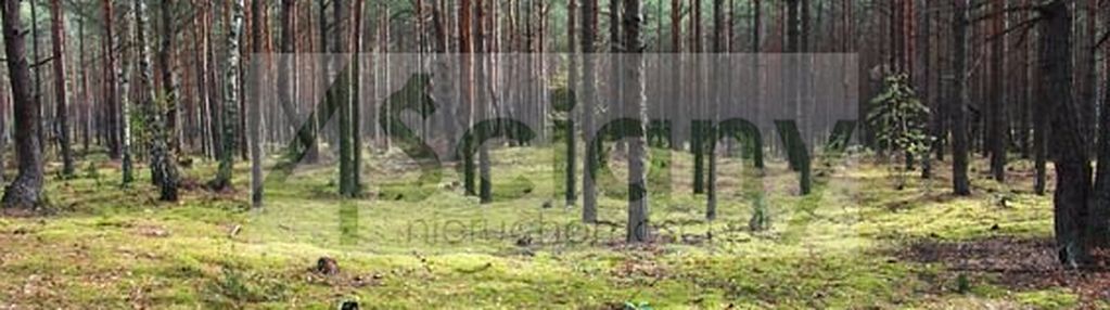 Wawer - radość, działka leśna, inwestycyjna