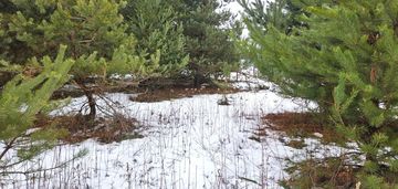 W lesie, 2 km do stacji pkp czachówek