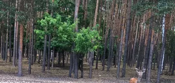 Kameralna zalesiona działka budowlana Jesionka