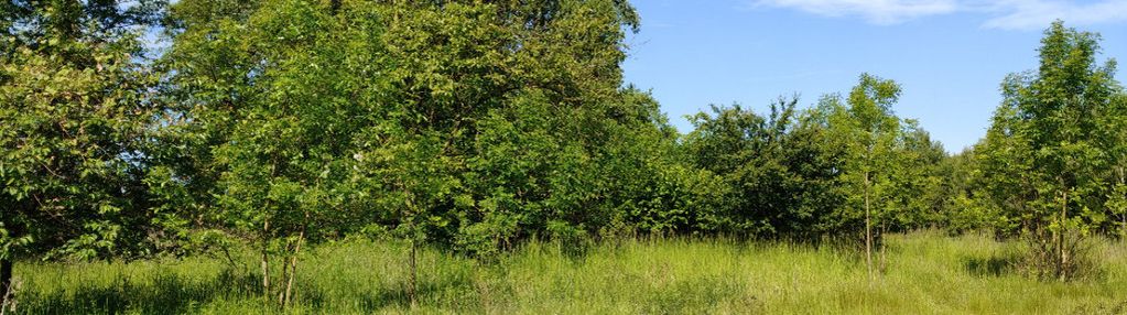 Na sprzedaż: działka z potencjałem inwestycyjnym