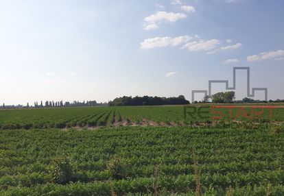 Duża działka rolna - uprawiana