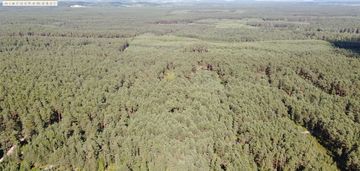 Działka leśna 2,39 ha |zamch|gmina obsza