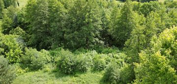 Duża działka 2ha przy narwi, zabudowa siedliskowa.