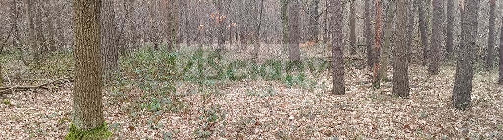 Atrakcyjna działka w sękocinie las