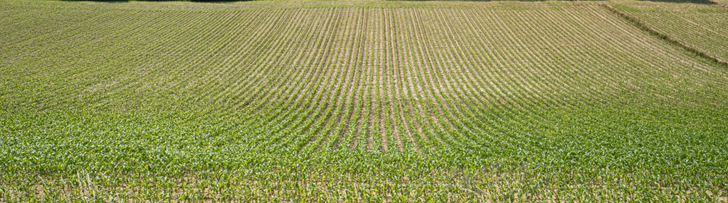 Dziaka -siedlisko| rola| droga powiatowa