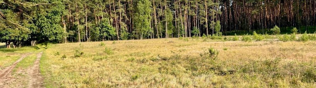 Działka w lesie z prawem zabudowy!