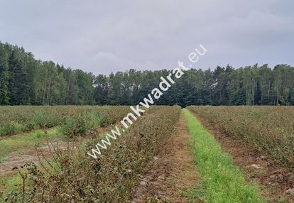 Duża działka, osiedle/usługi, mpzp - okazja!