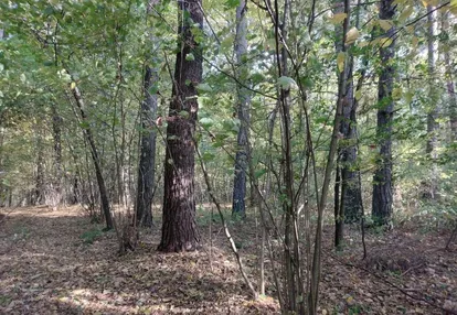 Działka na sprzedaż 9000m2