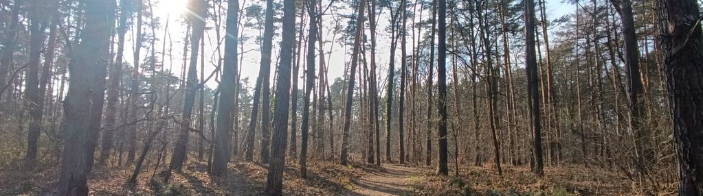 Dom w pobliżu lasu! taras 19m2! 110tys. taniej