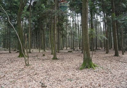 Działka leśna budzów, powiat suski