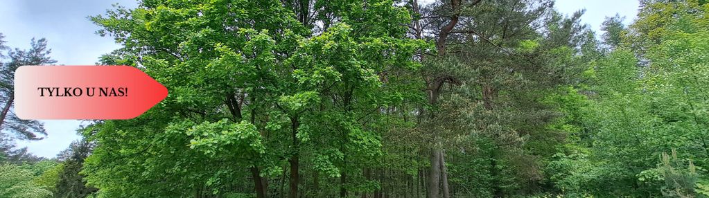 Zadrzewiona działka siedliskowa wśród lasów