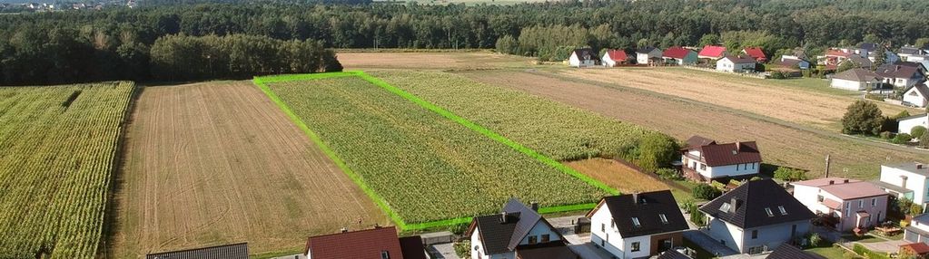 Błotnica strzelecka, duży areał, potencjał inwest.