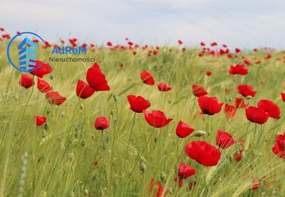 Działka rolna m. wółka nurzecka