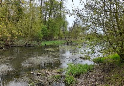 Działka strzyżew.