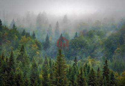2.70 ha lasu w nawsiu, urokliwie położony!