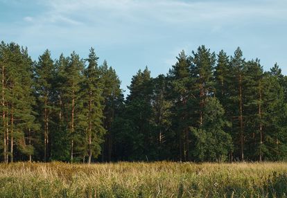 Działka leśna- 77 arów