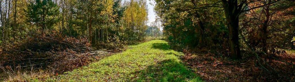 Działka budowlana 1300m2, puszcza mariańska