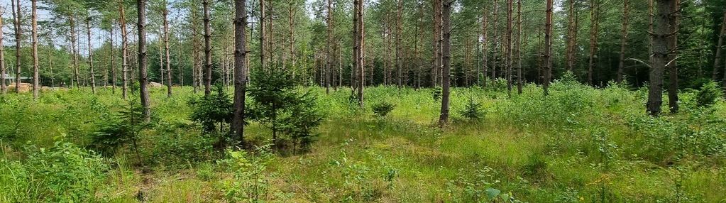 Działka budowlana, gorczyca, płaska, las