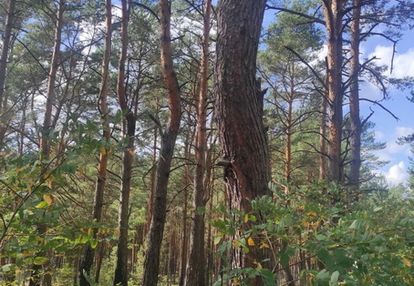Działka dla miłośników natury i spokoju, radzymin