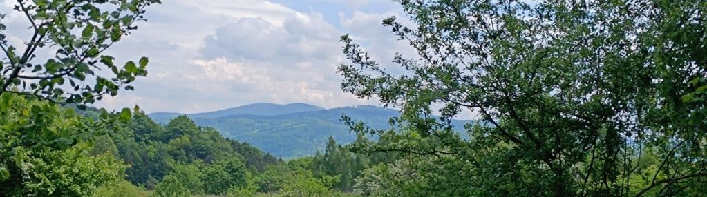Widok na góry , piękny drzewostan. przy lesie !