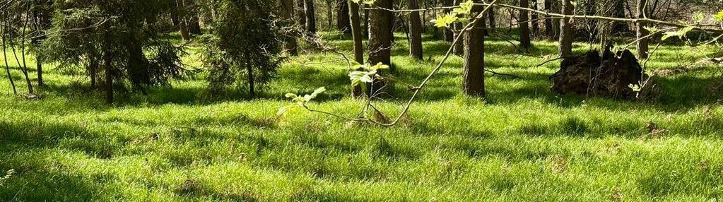 Działka leśna jankowice 4110 m² świerklany