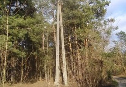 Działka leśna w radomiu -inwestycyjna  7307m2