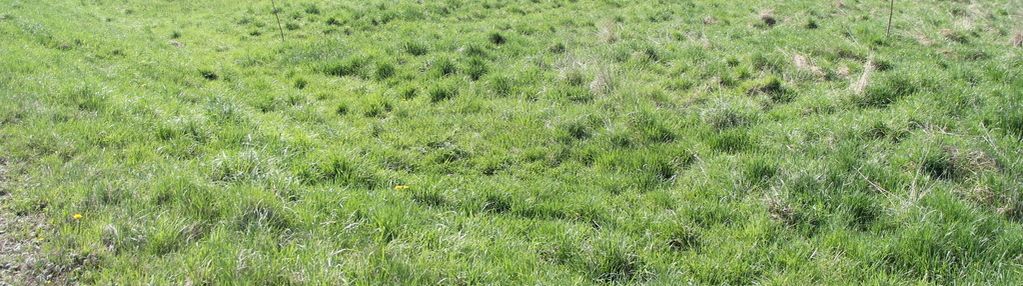 Kompleks działek w miejscowości skomielna biała