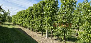 Zainwestuj w ziemię – 2,18 ha michrów