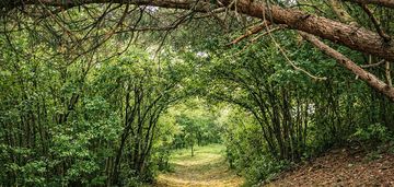 Działka budowlana i parkowo-leśna | ponad 3 ha