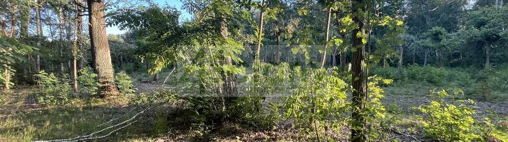 Działka na granicy złotokłosu i henrykowa