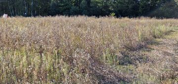 Działka z pozwoleniem na budowę blisko lasu