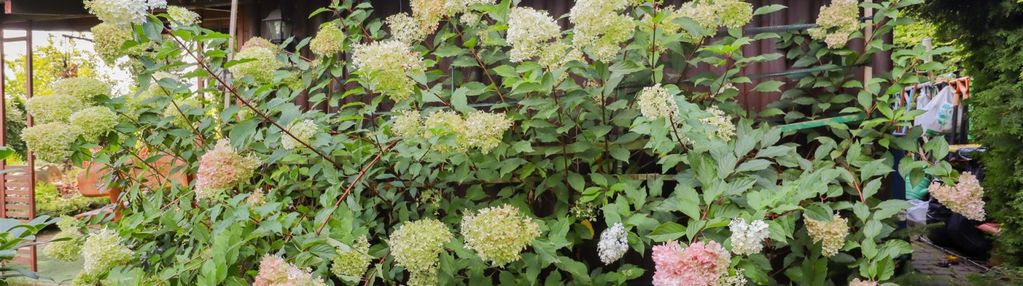 Ogród marzeń i domek całoroczny