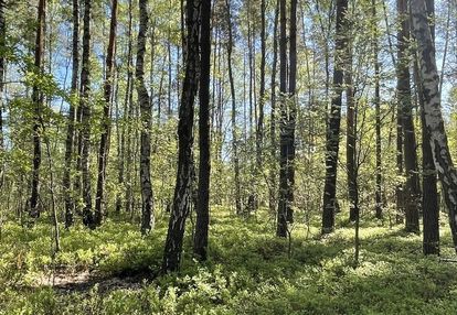 Działki na sprzedaż – ciemne k. radzymina