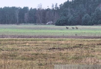 5,3 ha pod agroturystykę lub stadninę