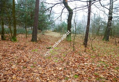 Działka leśna z prawem zabudowy