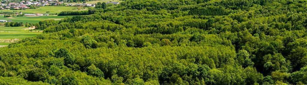 Działka leśna w skrzyszowie