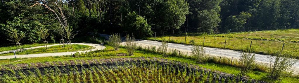 Słońce i las za oknem | południowy zachód | widok!