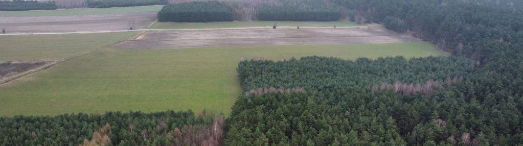 Piękny las, gorzakiem (gm. gnojno)