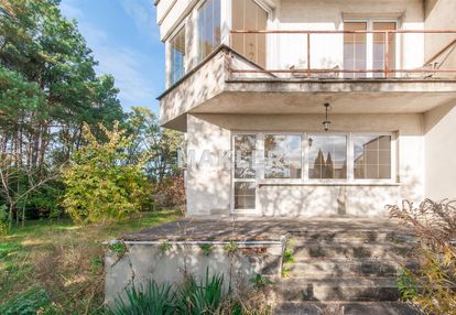 Blizniak  z linią lasu białe błota