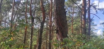 Działka dla miłośników natury i spokoju, radzymin