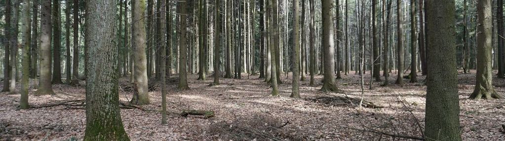 Działka leśna budzów, małopolskie