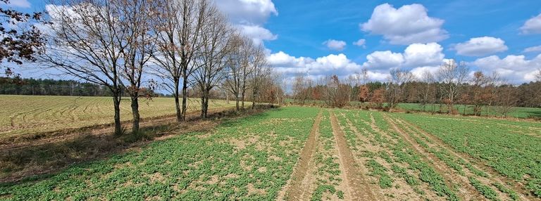 Działka w nieżynie (wz)